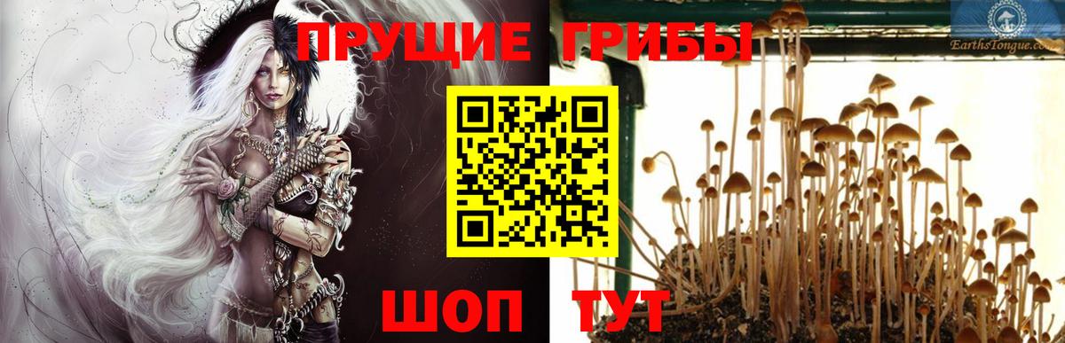 Галлюциногенные грибы Psilocybine cubensis Великий Новгород